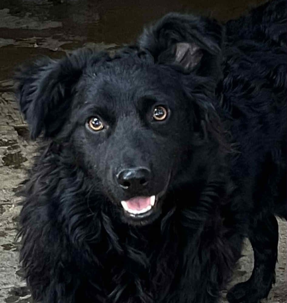 Bella