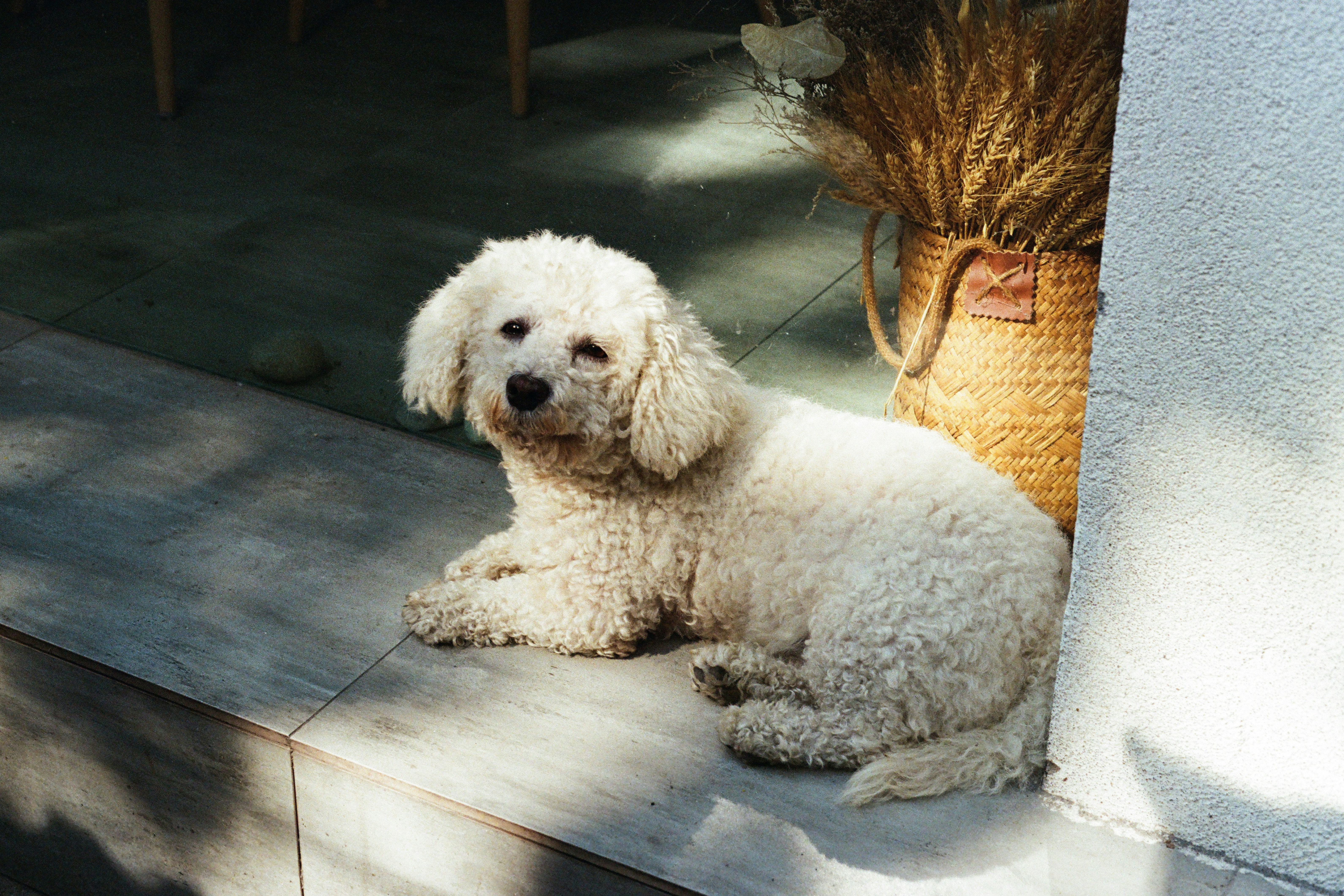 Lili