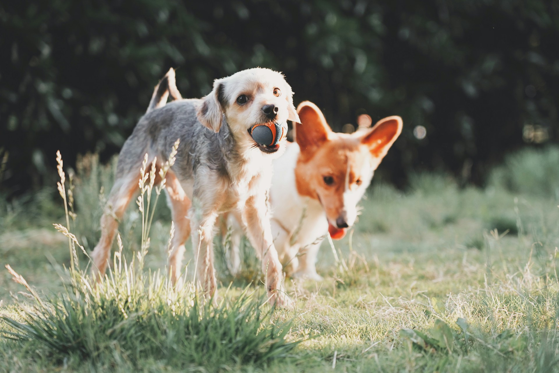 PetAdopt